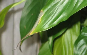 Miért levelek pedig sárga virág Anthurium