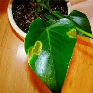 Miért Anthurium levelek sárgulnak és száraz, vagy a szélén mit jelent, hogy kezelni ezt a problémát (probléma) Miért Anthurium levelek sárgulnak és száraz, vagy a szélén mit jelent, hogy kezelni ezt a problémát
