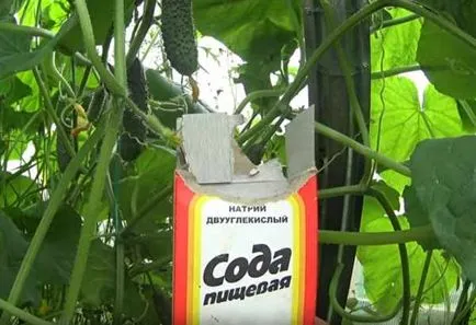 Miért levelek sárgulnak a uborka oka, és hogyan kell kezelni a sárguló levelek (whiteflies uborkán) Miért levelek sárgulnak a uborka oka, és hogyan kell kezelni a megsárgult levelek