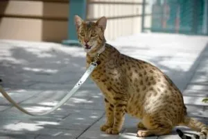 Breed macskák leopárd fotó leírás kőzetek (cat) Breed macskák leopárd fotó, fajta leírás
