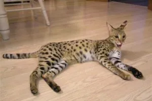 Breed macskák leopárd fotó, fajta leírás (Leopard) Breed macskák leopárd fotó, fajta leírás