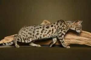 Breed macskák leopárd fotó, fajta leírás (description) Breed macskák leopárd fotó, fajta leírás