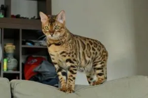 Breed macskák leopárd fotó, fajta leírás (description) Breed macskák leopárd fotó, fajta leírás