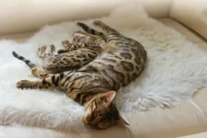 Breed macskák leopárd fotó, fajta leírás (description) Breed macskák leopárd fotó, fajta leírás