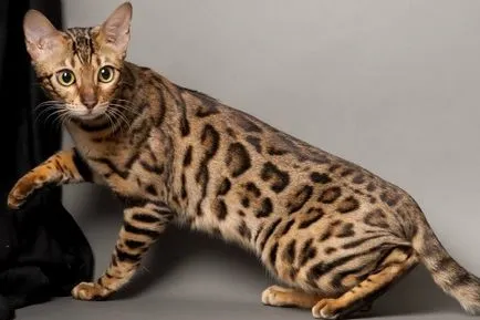 Breed macskák leopárd fotó leírás kőzetek (kőzetek) Breed macskák leopárd fotó, fajta leírás