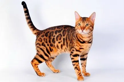 Breed macskák leopárd fotó, fajta leírás (Leopard) Breed macskák leopárd fotó, fajta leírás