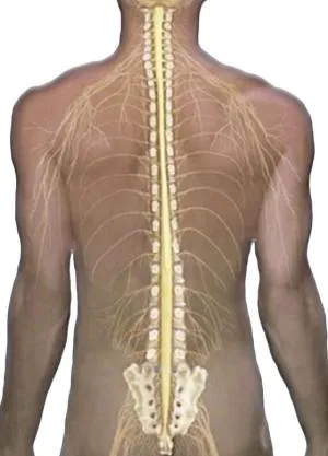 Receptek hogyan kell gyógyítani a gerincferdülés (gerinc) Receptek hogyan gyógyítja scoliosis
