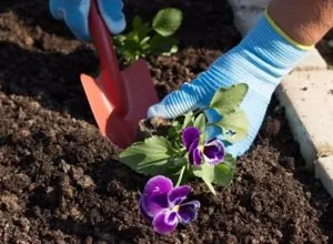 Ültetés és ellátása viola, hogyan nőnek - árvácskák (árvácskák) Ültetés és ellátása viola, hogyan növekszik - árvácska