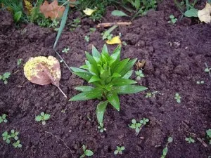 Ültetés rózsa a nyáron kelbimbó időzítés, video utasítás (nyáron) Ültetés rózsa a nyáron kelbimbó időzítés, video oktatás