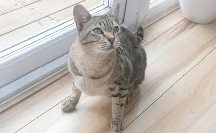 Breed pöttyös macska fotó, színes