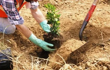 Ültetés gyümölcsfák őszi hogyan válasszuk ki, és helyezze a csemete ültetés (terhesség) Ültetés gyümölcsfák ősszel, és hogyan válasszuk ki a csemete ültetés helye