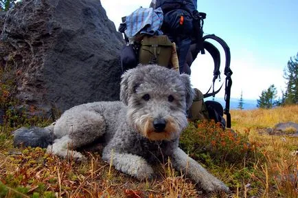 kutyafajta Pumi (pumi)