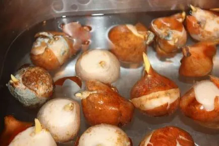 Ültetés tulipán a tavasz, amikor a növény, milyen a növény, gondozása tulipán tavasszal, transzplantációs tavasszal