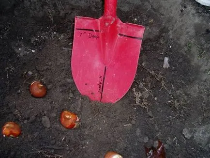 Ültetés tulipán a tavasz, amikor a növény, milyen a növény, gondozása tulipán tavasszal, transzplantációs tavasszal