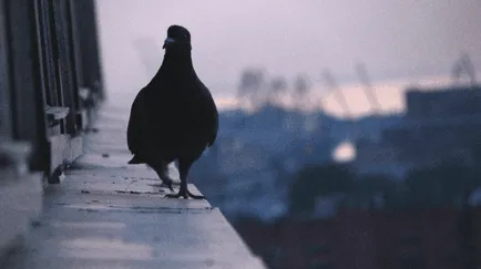 Omen ha egy galamb ült a ablakpárkányon