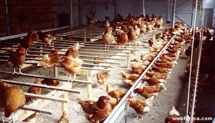 Premixek csirkék és a készítmény tulajdonságai (hatóanyag) Premixek csirkék összetételét és jellemzőit a