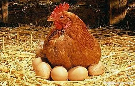 Premixek csirkék és a készítmény tulajdonságai (hatóanyag) Premixek csirkék összetételét és jellemzőit a