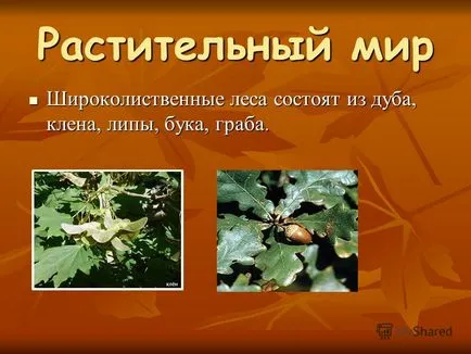 Előadás erdőterület van osztva zóna tajga övezet vegyes lombhullató erdő övezet (széles levelű) Előadás erdőterület van osztva zóna tajga övezet vegyes lombhullató erdő terület