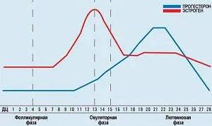A progeszteron egy hormon hatása a szervezetre, a fázisok a menstruációs ciklus, a progeszteron és az on-progeszteron (befolyás) A progeszteron egy hormon hatása a szervezetre, a fázisok a menstruációs ciklus, a progeszteron és a progeszteron on-