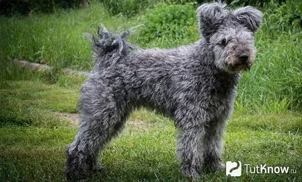 Pumi célja fajta magyar terelő kutya (pumi) Pumi célja fajta magyar terelő kutya