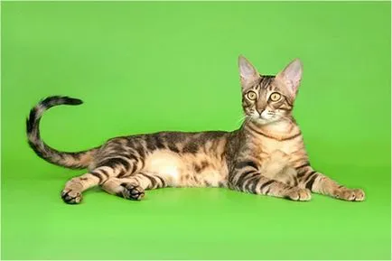 Foltos macska fajta