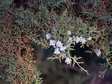 Cypress növény - otthoni gondozást ciprus újratelepítési és szaporodásához; otthon ciprus