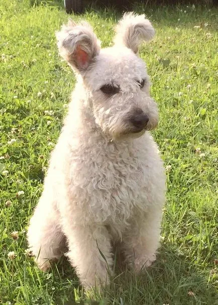 Pumi - enciklopédia kutyafajták (Shepherd) Pumi - enciklopédia kutyafajták