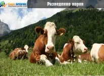Tenyésztési csincsillák, mint egy üzleti - mindig és mindenhol nyereséges (nyereséges) Tenyésztési csincsillák, mint üzleti - nyereséges bármikor, bárhol