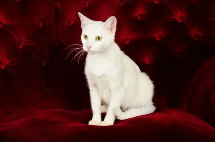 Ritka fajtájú macskák név, ár, leírás, 10 fényképek, videók