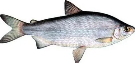 Hal Peled (túró)