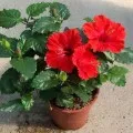 Rose mix, hogyan kell gondoskodni otthon