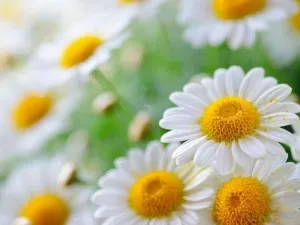 Daisies papír kezeddel (áramköri minták), a sziget Jóreménység (papír) Daisies papír kezeddel (áramköri minták), a sziget jó remény
