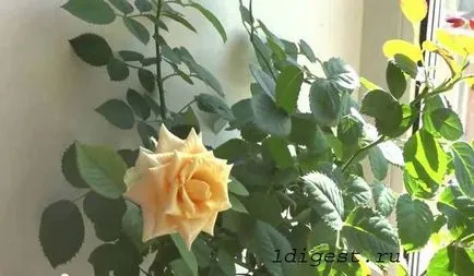 Rose Mix ápolási otthon