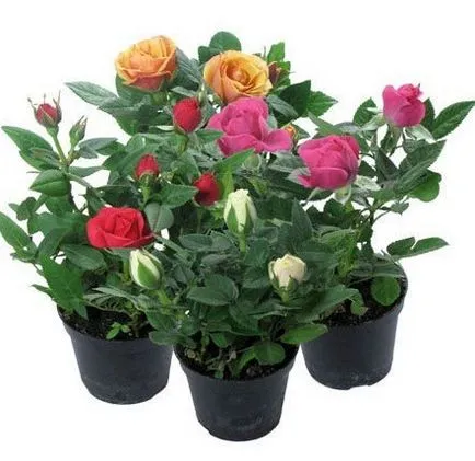 Rose Mix ápolási otthon