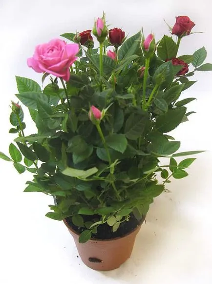 Rose mix, hogyan kell gondoskodni otthon