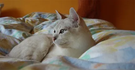 A legritkább fajtájú macskák a világ képek és nevek (nevek) A legritkább fajtájú macskák a világ képek és nevek