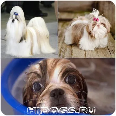 Shih Tzu jellegét és tulajdonságait megőrző, shih tzu kölykök, betegség (fotó)