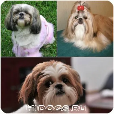 Shih Tzu jellegét és tulajdonságait megőrző, shih tzu kölykök, betegség (fotó)