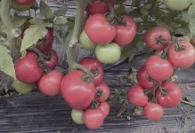 Paradicsom Pink Giant vélemények és fotók, leírását és jellemzését fajta paradicsom termesztése