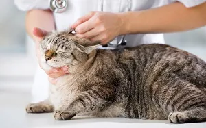 Toxikariasis macskák tünetei és kezelése, Toxocara macska képek (toxikariasis) Toxikariasis macskák tünetei és kezelése, Toxocara macska fotó