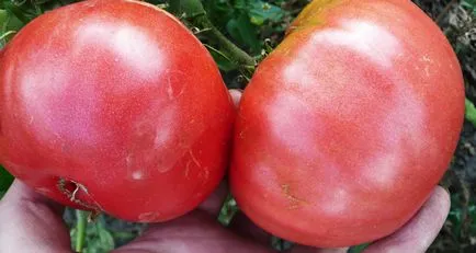 Paradicsom Pink Giant vélemények és fotók, leírását és jellemzését fajta paradicsom termesztése