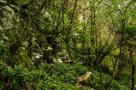 Tiszafa ligetben, a gazda, Khosta kerület Sochi