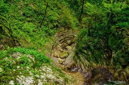 Tiszafa ligetben, a gazda, Khosta kerület Sochi