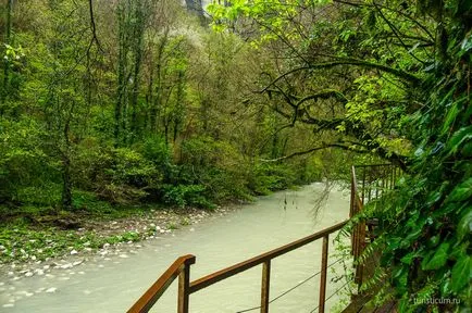 Tiszafa ligetben, a gazda, Khosta kerület Sochi