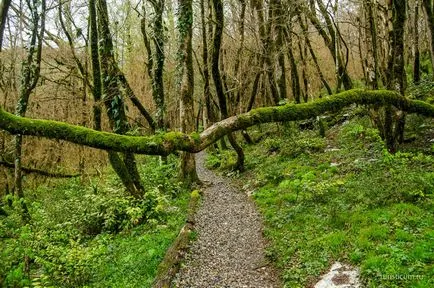 Tiszafa ligetben, a gazda, Khosta kerület Sochi
