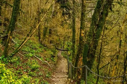 Tiszafa ligetben, a gazda, Khosta kerület Sochi