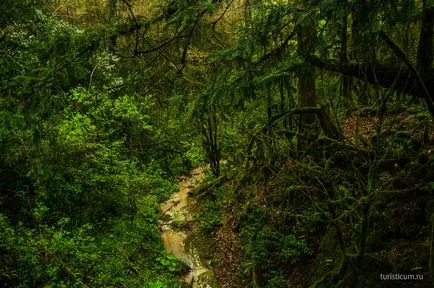 Tiszafa ligetben, a gazda, Khosta kerület Sochi