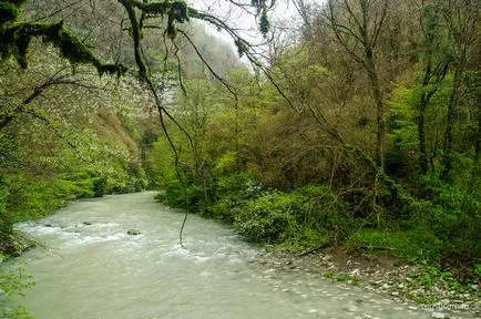 Tiszafa ligetben, a gazda, Khosta kerület Sochi