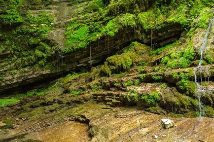 Tiszafa ligetben, a gazda, Khosta kerület Sochi
