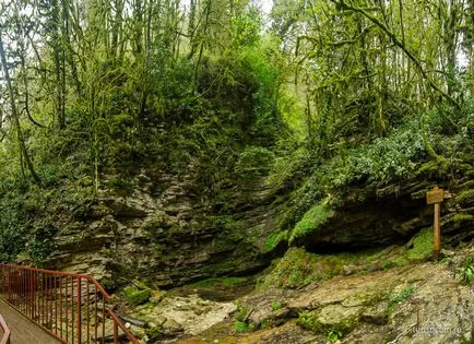 Tiszafa ligetben, a gazda, Khosta kerület Sochi